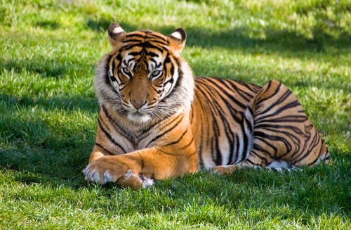 tiger